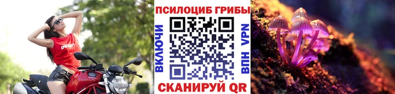 Купить закладки  Светлогорск  Галлюциногенные грибы Psilocybe 